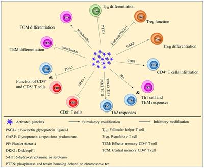 Platelet, a key regulator of innate and adaptive immunity